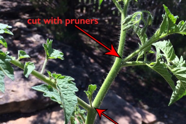 Pruning tomatoes