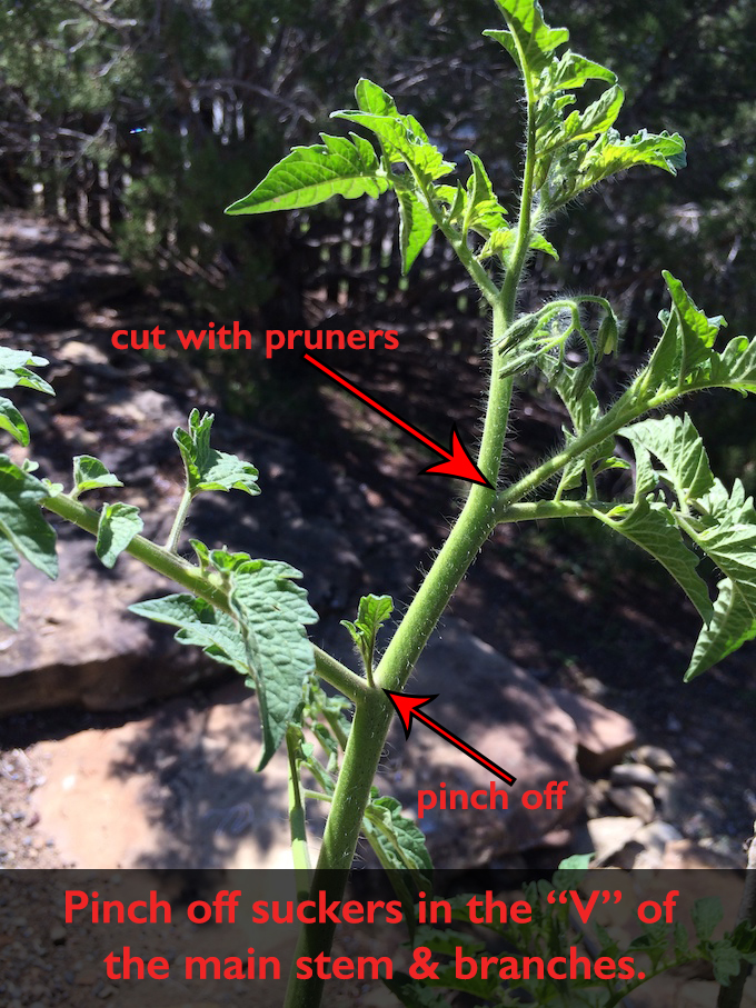 Tomato pruning diagram
