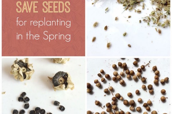 How to Save Seeds For Replanting in Spring