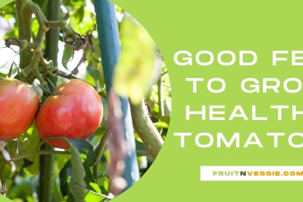 Good feed to grow healthy tomatoes