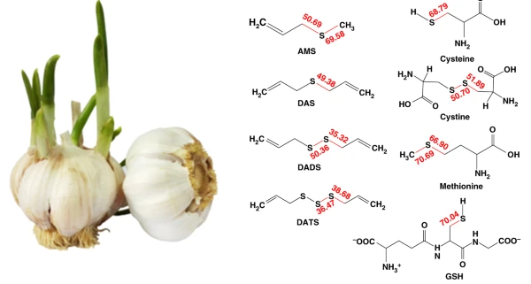 Garlic clove and compound image formula