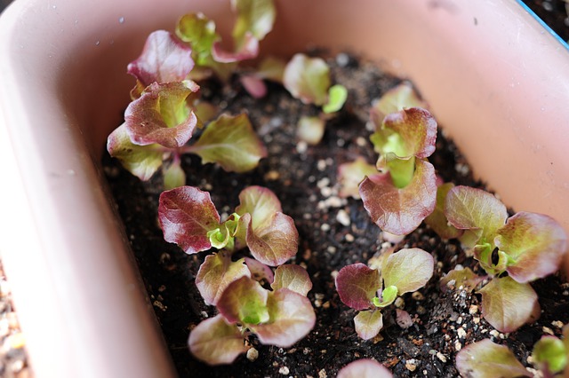 Lettuce growing in container on a windowsill