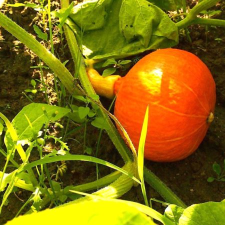 Growing pumpkins successfully