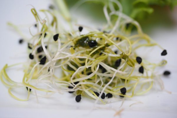 grow sprouting seeds alfalfa